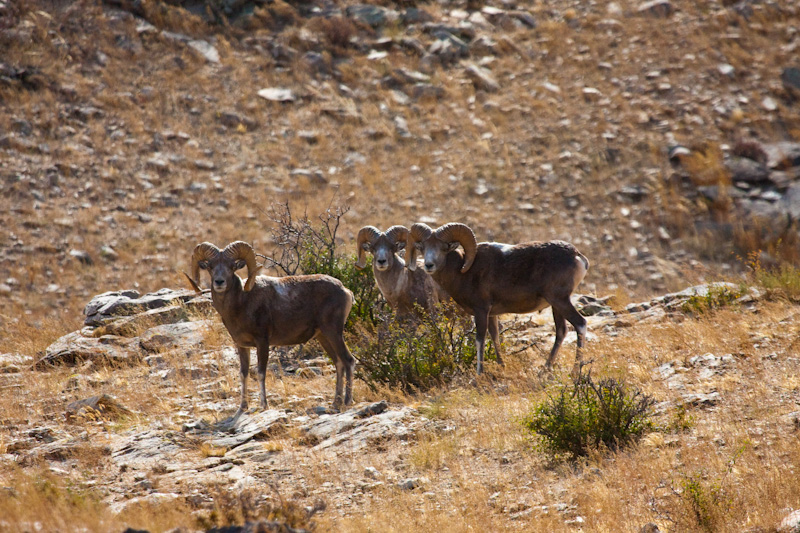 Argali